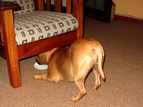 Me doing the "Downward Dog" to get at the Neurotic Cat's saucer which has been left under the chair. 